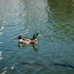 Fishduck Review: What It Is, Features, Safety, and Alternatives